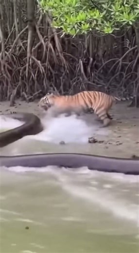 Python Ambushes Tiger on Riverbank