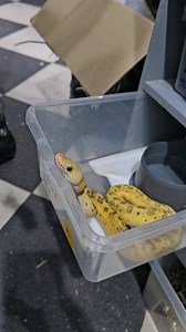 Lemon blast yb clown male feeding 🐍🔥🐍🔥🐍#royalpythons #ballpythonlove #beardeddragon #reptilebreeder #snek #morph #petsnake #herpetology #animal #morphs #morph #snakelove #reptilelove #livingart #ballpythonofinstagram #snakelovers #reptilesofinsta #serpent #ballpythonsnake #nature #ballpythonlover #babyballpython #ballpythonmorphsofinstagram | Xclusive ball pythons