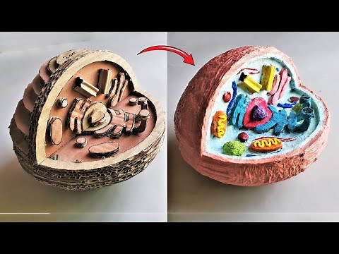 Cardboard Animal Cell Model DIY