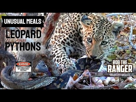 Leopard Devours Double Python Feast! | Unusual Meals! 🐆🐍🐍