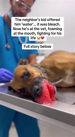 I was outside when the neighbor’s kid walked up to my dog and said, “He looks thirsty… can I give him water?” I didn’t think twice. He takes a few gulps… and 30 seconds later he starts acting weird. Swallowing hard. Gagging. Then foam started coming out of his mouth. Like… nonstop. I grabbed him and sprinted to the car. At the vet they didn’t even let me finish talking — they rushed him in. That’s when I found out what it was. It wasn’t water. It was bleach. The vet told me straight up: “If you 