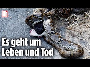 Kobra gegen Python: Der Kampf der Schlangen