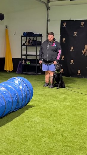 Some Hami training with @lucas_chaston #malinois #dogtrainer #dogtraining #k9training | Shield-K9 Dog Training