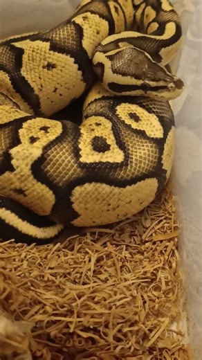 Look at This Combo 👀 Firefly Orange Dream Chocolate Ball Python