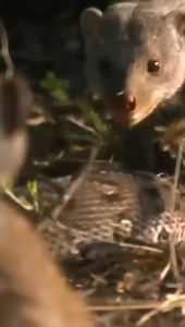 10K views · 106 reactions | Best Animal & Nature on Reels | Facebook