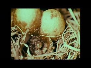 Bumble Bee Life Cycle: From Cocoons to Pollinating Dandelions