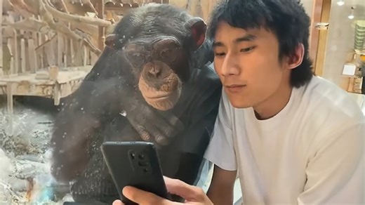 Monkeys seeing phones for the first time