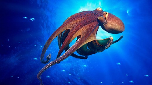 Is the octopus an alien?