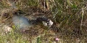 Video: Florida alligator body slams massive python then eats it