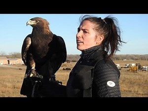 Watch how to sign 'falcon' in American Sign Language.