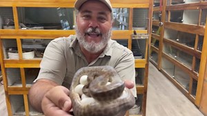 reticulated python eggs: hatching & caring for newborns!