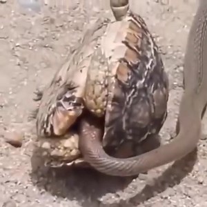 113K views · 393 reactions | Python, King Cobra vs Komodo Dragon, Giant lizard | Snake Boss | Facebook