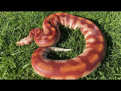 T-Albino Blood Python