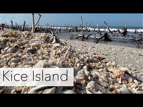 Florida seashell tour of the 10,000 islands. Beachcombing an island looking for beach treasures!