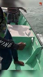 One Drop, Multiple Mackerels — The Magic of Sabiki Rigs! #fishing #fishingvideo #fishingtime