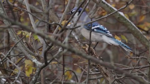Blue Jay Sounds, All About Birds, Cornell Lab of Ornithology