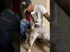 A.I ( Artificial Insemination