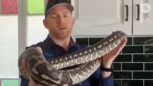 Snake catcher removes a large carpet python from Australian kitchen