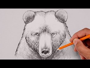 How To Draw a Grizzly Bear | Step by Step Sketch Tutorial - Videos For Kids