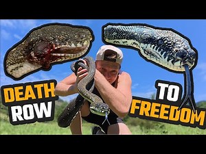 AUSTRALIAN SNAKE SURVIVES THE IMPOSSIBLE | DIAMOND PYTHON
