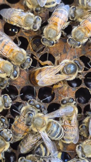 The queen bee, the big lobster, lays many eggs. | Phary BeeKeeper