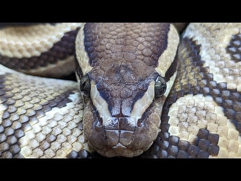 IDENTIFYING BALL PYTHON MORPHS FOR BEGINNERS
