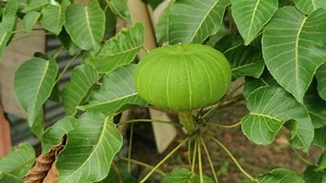 후라 크레피탄스 과일의 장면. 스톡 동영상 비디오(100% 로열티 프리) 1065733462 | Shutterstock