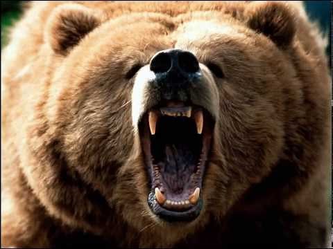 Grizzly Bear Sound Effect