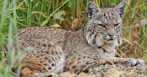 En Floride, un lynx décapite un python géant de 52 kg