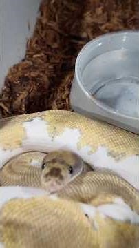 HOW MUCH ROOM DO BALL PYTHONS WANT !?