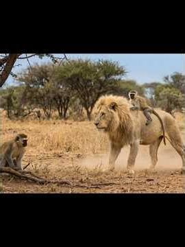 White Lion Leon’s Story — The Leopard, the Hyena, the Crocodile, the Monkey, and Me