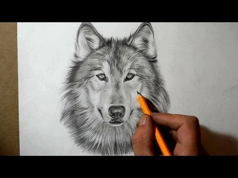 How to Draw a Wolf