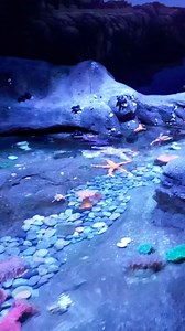 Today is the grand opening of our new exhibit, The Tide Pool! 🌊 🪸🫧 The Tide Pool is a 60-foot-long, 4,000-gallon, cold-water touch habitat that invites guests to discover, touch, and connect with more than 200 marine invertebrates. We're so excited to share this cold water touch habitat with you! 🎉 Plan your next visit now to learn all about The Tide Pool! | The Florida Aquarium