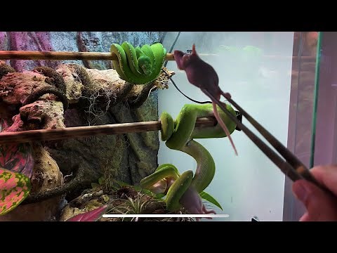 Feeding Green Tree Python Collection