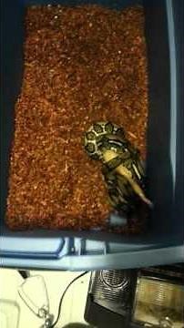 20150928 Tiger Reticulated Python guinea pig Feed