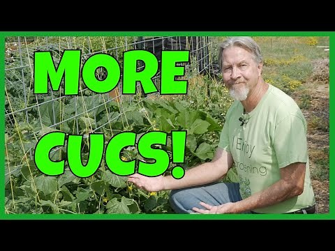 How to Grow MORE Cucumbers (Expert Tips)