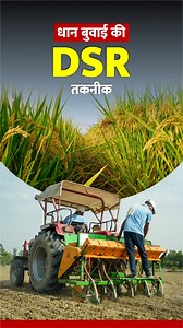 177K views · 2.4K reactions | Direct Seeded Rice (DSR) is a smart, water-saving method where paddy is sown directly in the field—no nursery, no transplanting! Sow sprouted seeds between 10–25 June, give first watering after 20–25 days, and apply fertilizers in 3 stages for best yield. #newspotli #dsrtechnique #paddyfarming #ricefarming #lowercost #paddyfield #sustainablefarming | News Potli | Facebook