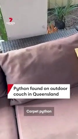 A snake catcher found and removed a carpet python from an outdoor couch at a home on the Sunshine Coast, Queensland, after the reptile slipped between cushions in an attempt to warm up. #snake #python #carpetpython #snakecatcher #SunshineCoast #Queensland #7NEWS | 7NEWS Australia