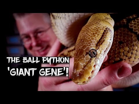 The Massive 'Volta' (Sub-Saharan) Ball Python!