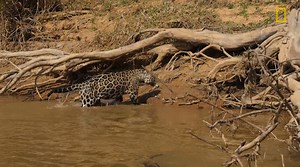 Watch this jaguar take down its prey in one powerful bite: http://on.natgeo.com/2tPkHX8 | National Geographic