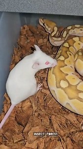 American python eating white big mouse #python #mouse #feeding #snake #rat #mice #insects | Insect Forest