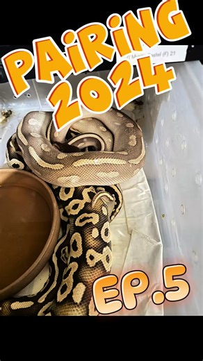 Bakery Ball Python Farm บน TikTok