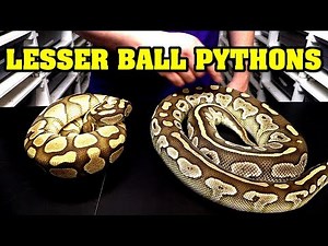 All about lesser ball pythons! Identify, combos, comparisons, etc