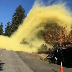 41K views · 996 reactions | Check out this "pollen cloud" dropping from a fallen tree. I swear it just set off my allergies. This isn't even all that unusual. Some species of pine tree can produce up to 5 lbs. (2.2 kilograms) of pollen every few weeks. Video: Matts Tree & Landscape | IFLScience | Facebook