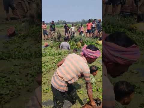 ভাইরাল বিলের মাছ ধরা 