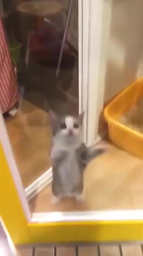 Happy Happy Cat Meme Compilation