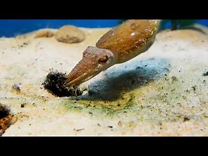 money money money-AAAH AAAAAAH AAAAAAAAAA