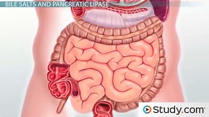 Lipids Digestion & Absorption | Overview, Steps & End Product