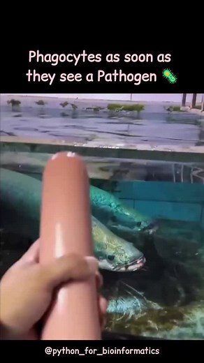 Phagocytes: The OG vacuum cleaners of your body #bioinformatics #biotechnology #immunology #phagocytosis #macrophage | Python for Bioinformatics