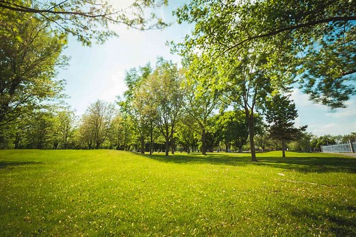 The 6 Best Tree Identification Guides